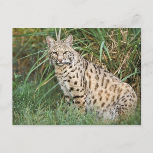 Bobcat Felis rufus Postcard