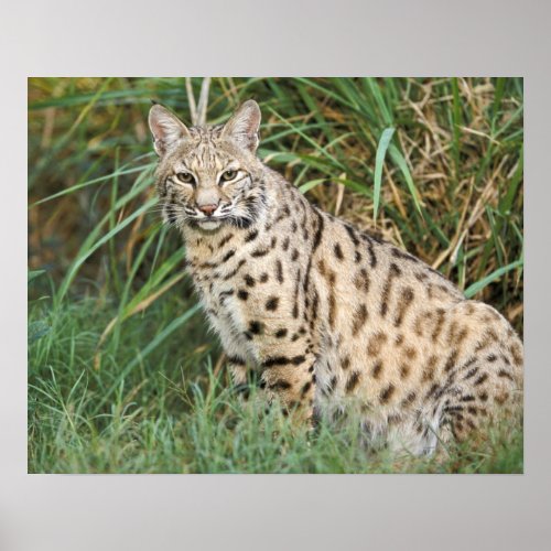 Bobcat Felis rufus Poster