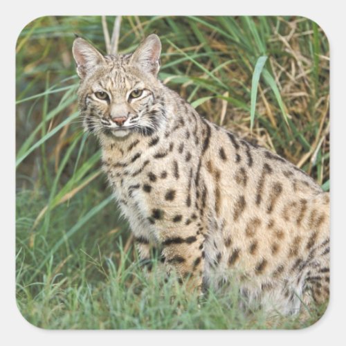 Bobcat Felis rufus Square Sticker