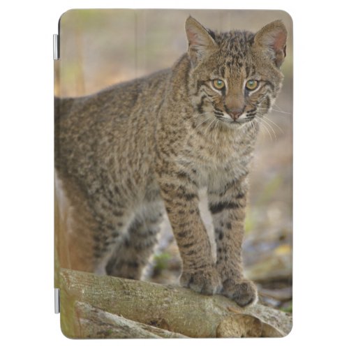 Bobcat Felis rufus Wakodahatchee Wetlands iPad Air Cover