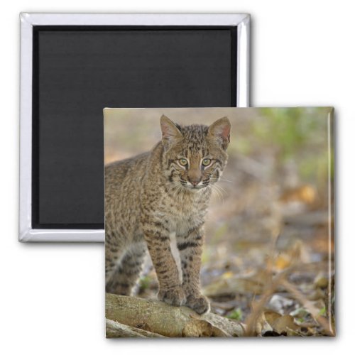 Bobcat Felis rufus Wakodahatchee Wetlands Magnet