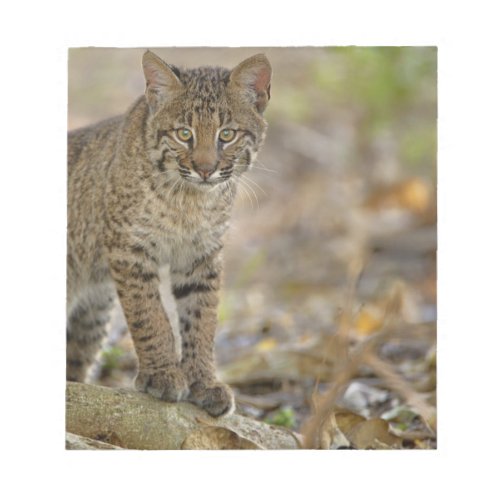 Bobcat Felis rufus Wakodahatchee Wetlands Notepad