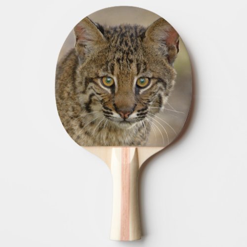 Bobcat Felis rufus Wakodahatchee Wetlands Ping_Pong Paddle