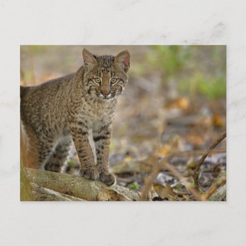 Bobcat Felis rufus Wakodahatchee Wetlands Postcard