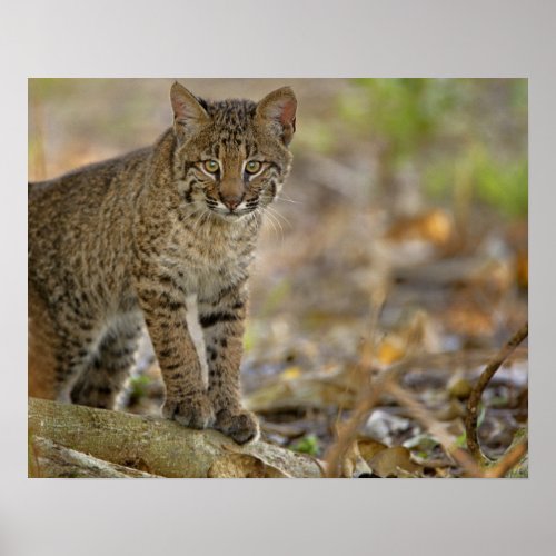 Bobcat Felis rufus Wakodahatchee Wetlands Poster