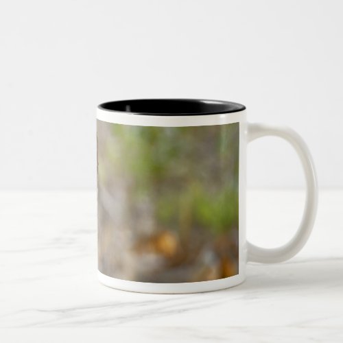 Bobcat Felis rufus Wakodahatchee Wetlands Two_Tone Coffee Mug