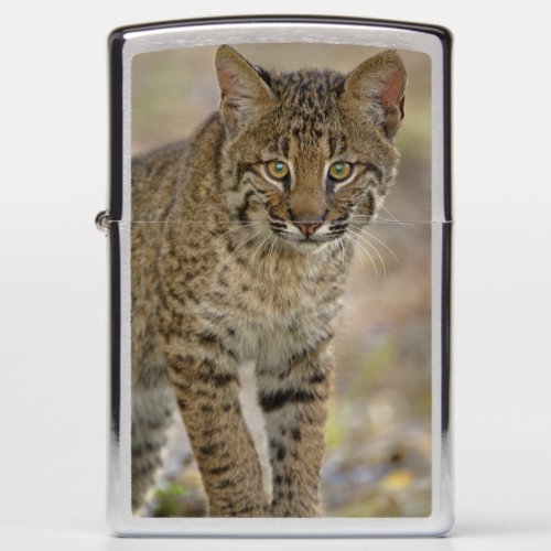 Bobcat Felis rufus Wakodahatchee Wetlands Zippo Lighter