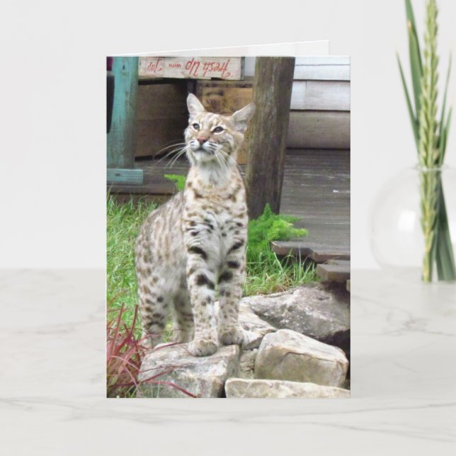 Bobcat Greeting Card (Front)