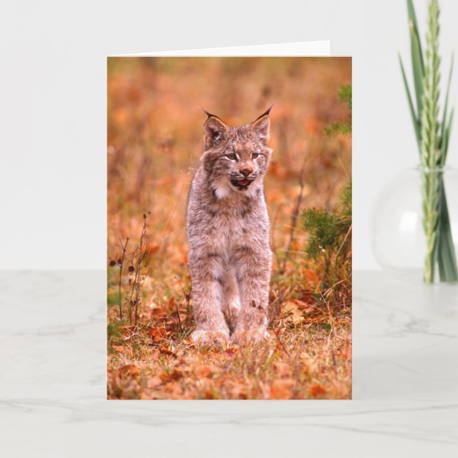 Bobcat Hunting | Autumn Forest Card (Front)