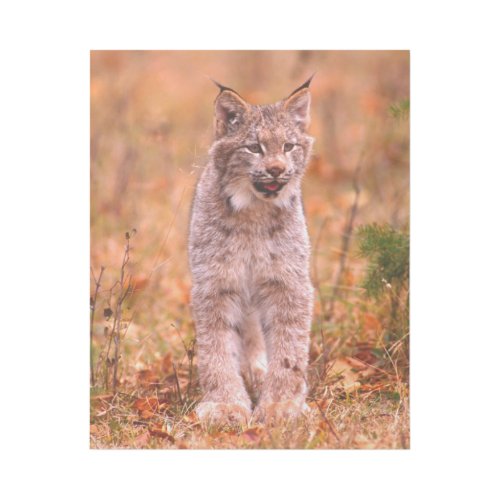 Bobcat Hunting  Autumn Forest Gallery Wrap