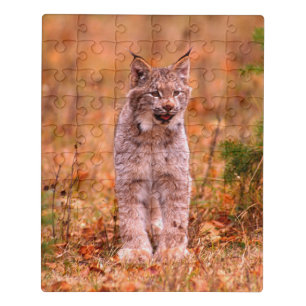 Bobcat Hunting Autumn Forest Jigsaw Puzzle