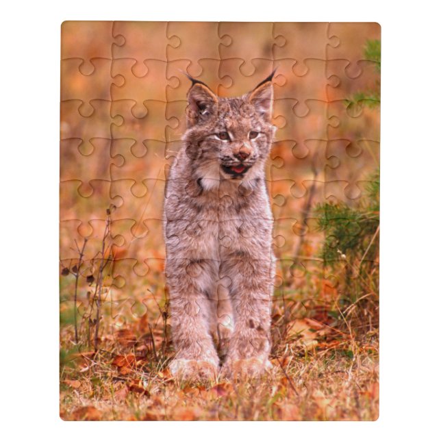 Bobcat Hunting | Autumn Forest Jigsaw Puzzle (Puzzle Vertical)