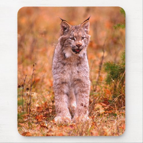 Bobcat Hunting  Autumn Forest Mouse Pad