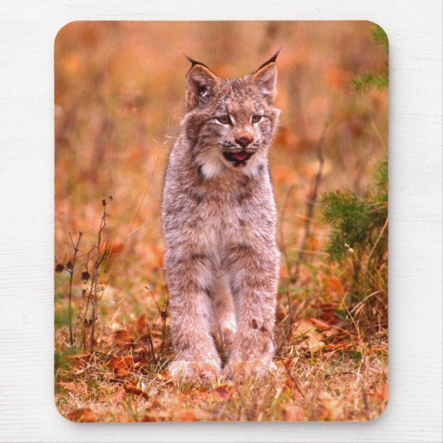Bobcat Hunting | Autumn Forest Mouse Pad (Front)