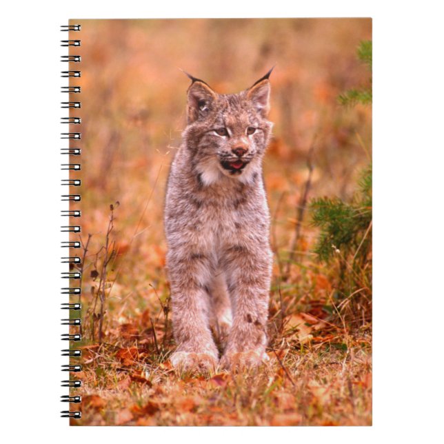 Bobcat Hunting | Autumn Forest Notebook (Front)