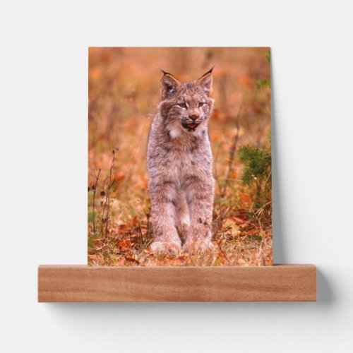 Bobcat Hunting  Autumn Forest Picture Ledge