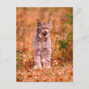 Bobcat Hunting Autumn Forest Postcard