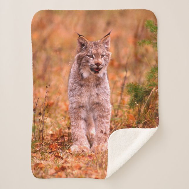 Bobcat Hunting | Autumn Forest Sherpa Blanket (Front)