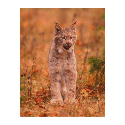 Bobcat Hunting  Autumn Forest Wood Wall Art