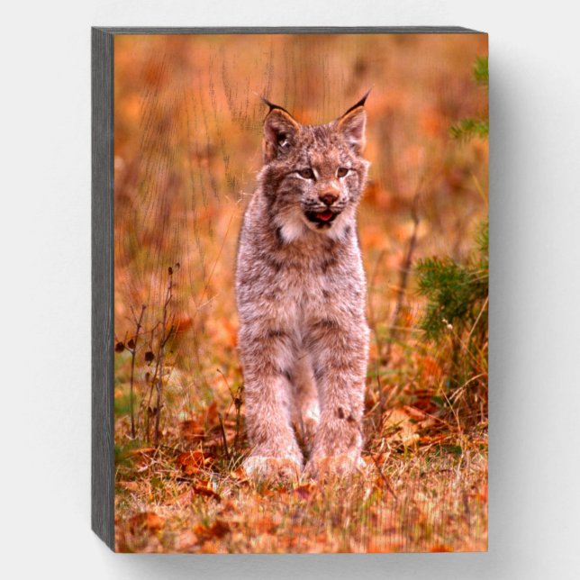 Bobcat Hunting | Autumn Forest Wooden Box Sign (Front Vertical)
