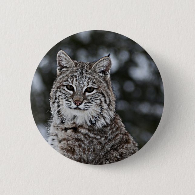 Bobcat in the Snow Pinback Button (Front)