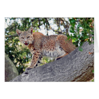 Bobcat in tree cards