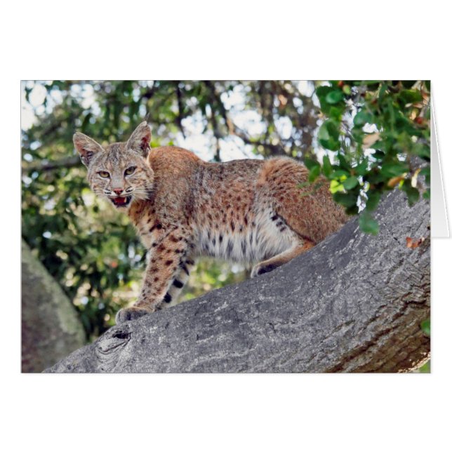 Bobcat in tree cards (Front Horizontal)