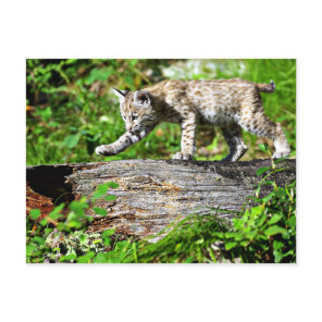 Bobcat Kitten on the Prowl Postcard