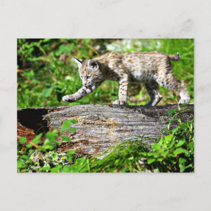 Bobcat Kitten on the Prowl Postcard