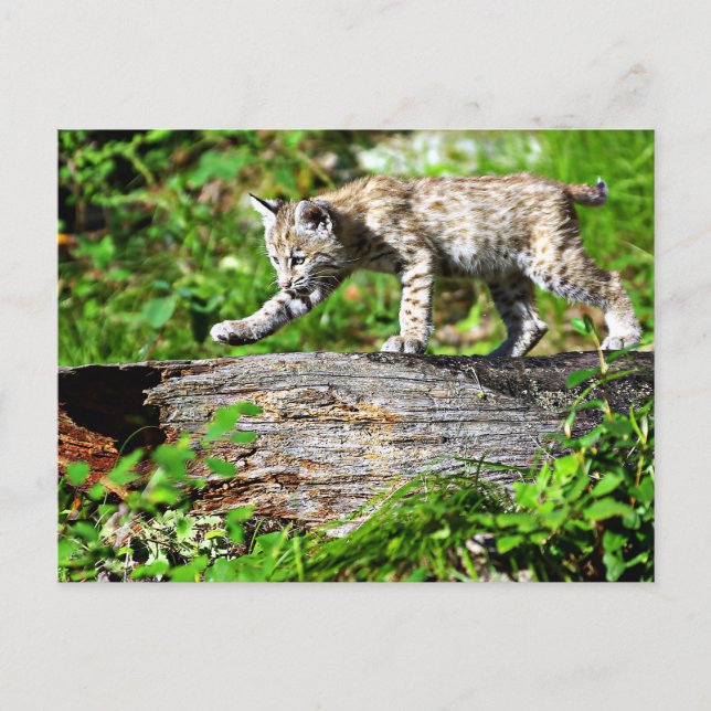Bobcat Kitten on the Prowl Postcard (Front)