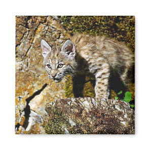Bobcat Kitten on the Rocks Magnet