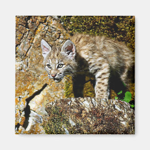Bobcat Kitten on the Rocks Magnet