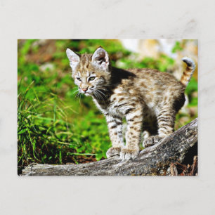 Bobcat Kitten Postcard
