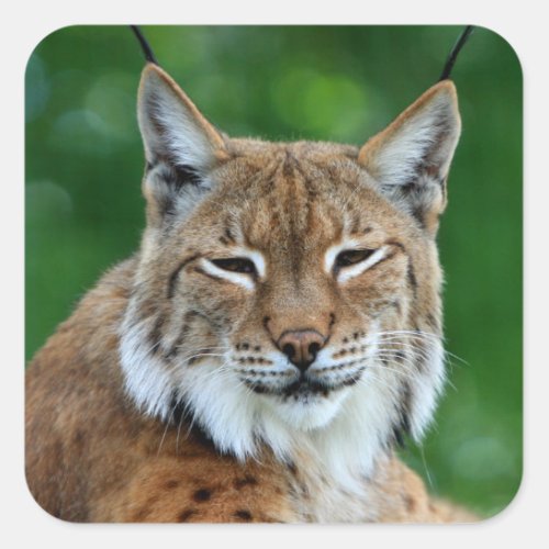Bobcat lynx beautiful photo sticker  stickers