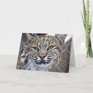 Bobcat Lynx Wild Cat Greeting Card