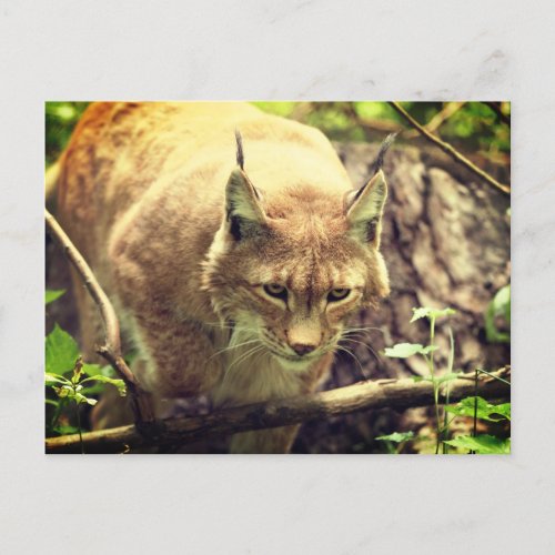 Bobcat Lynx Wild Life Animal Postcard