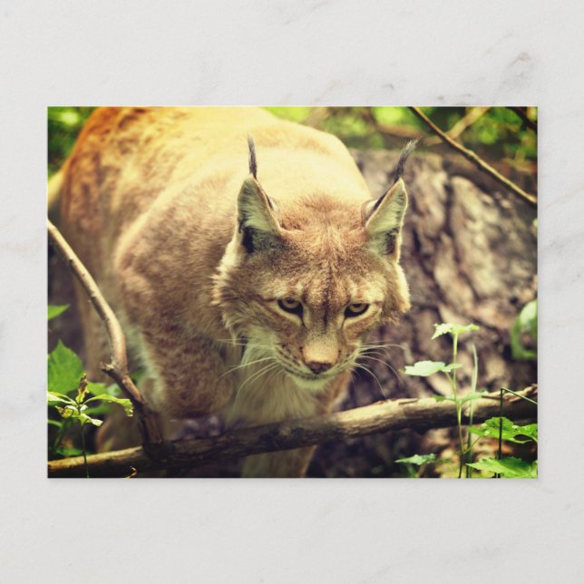 Bobcat Lynx Wild Life Animal Postcard (Front)