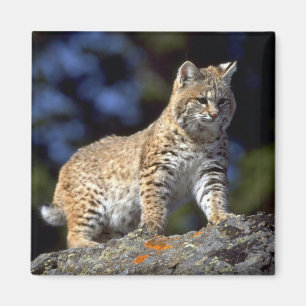 Bobcat Magnet