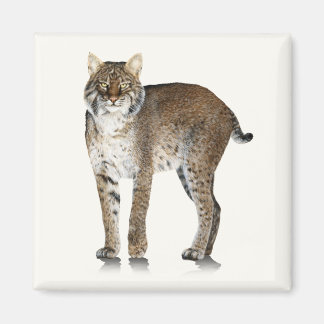Bobcat Magnet