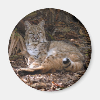 Bobcat Magnets