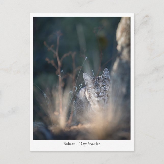 Bobcat Nature Photo Postcard (Front)