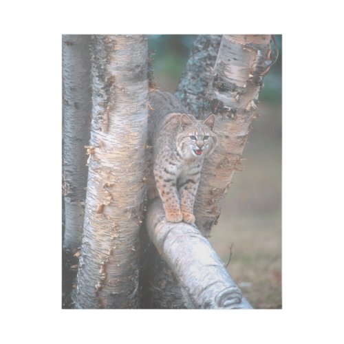 Bobcat on a Fallen Birch Limb Gallery Wrap