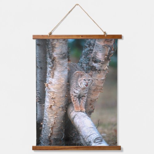 Bobcat on a Fallen Birch Limb Hanging Tapestry