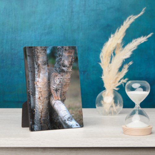 Bobcat on a Fallen Birch Limb Plaque