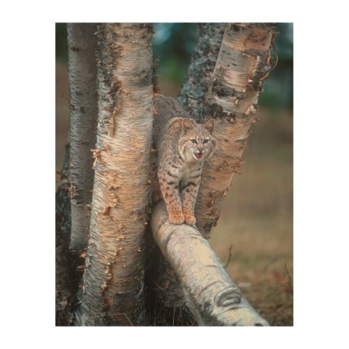 Bobcat on a Fallen Birch Limb Wood Wall Art