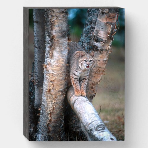 Bobcat on a Fallen Birch Limb Wooden Box Sign