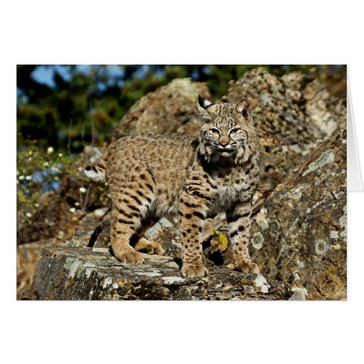 Bobcat on the Rocks Cards (Front Horizontal)