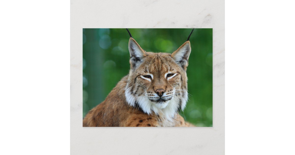 Bobcat or Lynx beautiful photo postcard | Zazzle