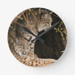 Bobcat Photo Clock