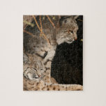 Bobcat Photo Puzzle